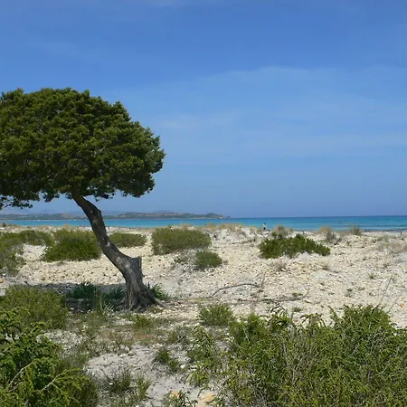 Vecchio Ulivo Puntocasabudoni Lejlighed San Teodoro (Sardinia)