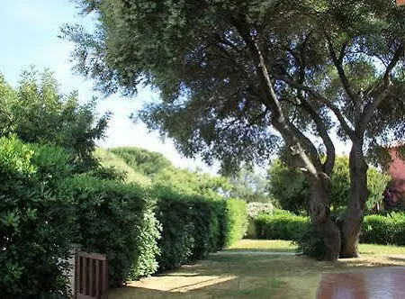 Vecchio Ulivo San Teodoro (Sardinia)